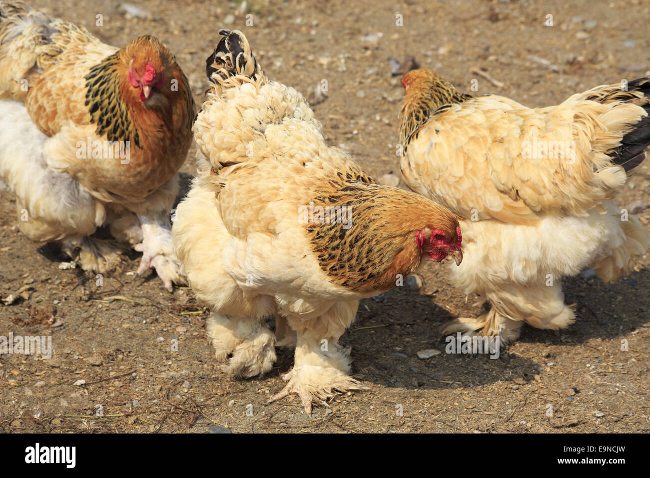 Englisch Huhn Englisch Huhn