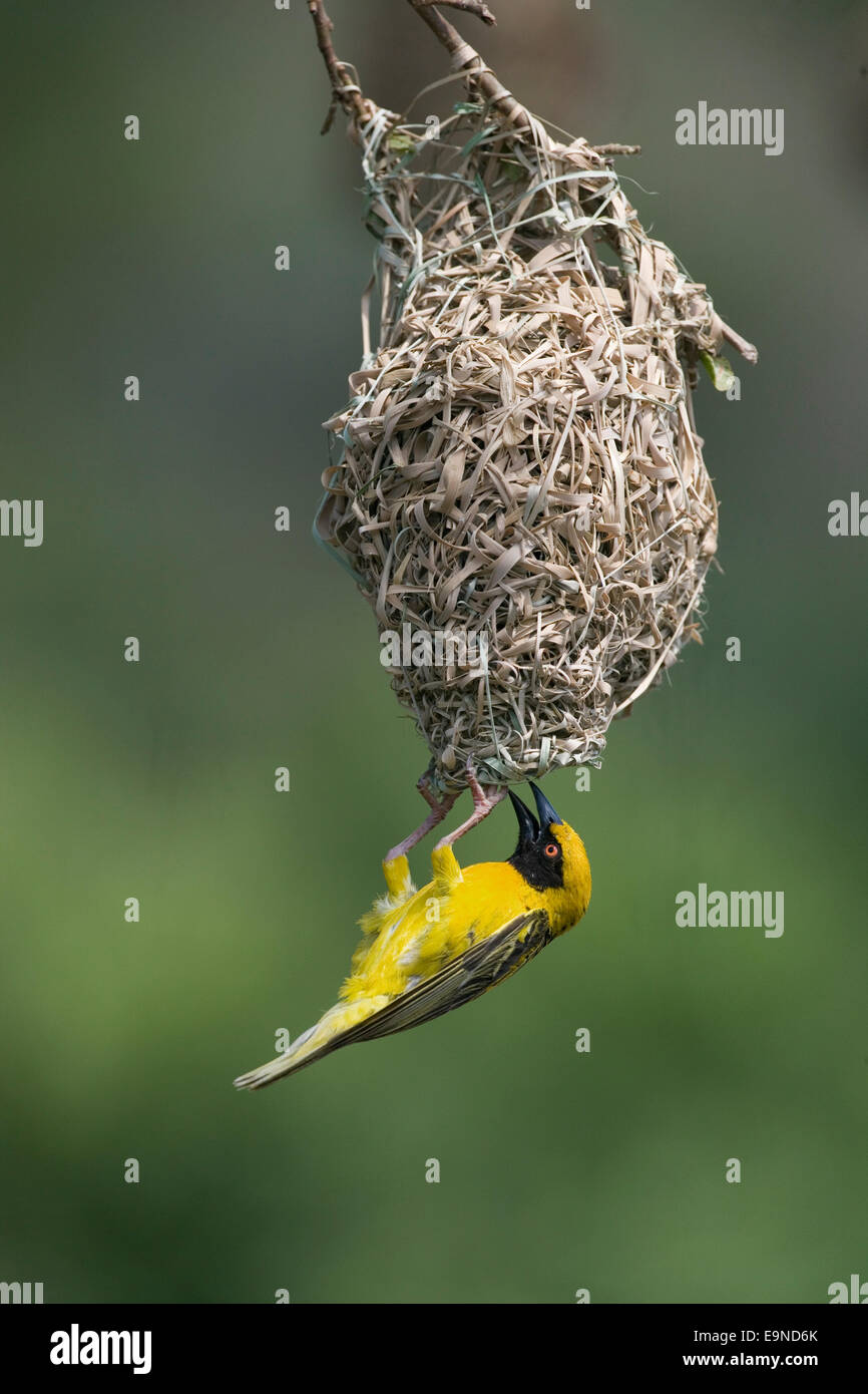 Dorf (Spottedbacked) Weber, Ploceus Cucullatus, Nest, Hluhluwe-Umfolozi-Park, Südafrika Stockfoto