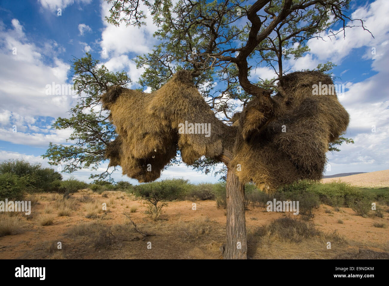Gesellig Weaver Nest, Philetairus Socius, Witsand Natur-Reserve, Northern Cape, Südafrika Stockfoto