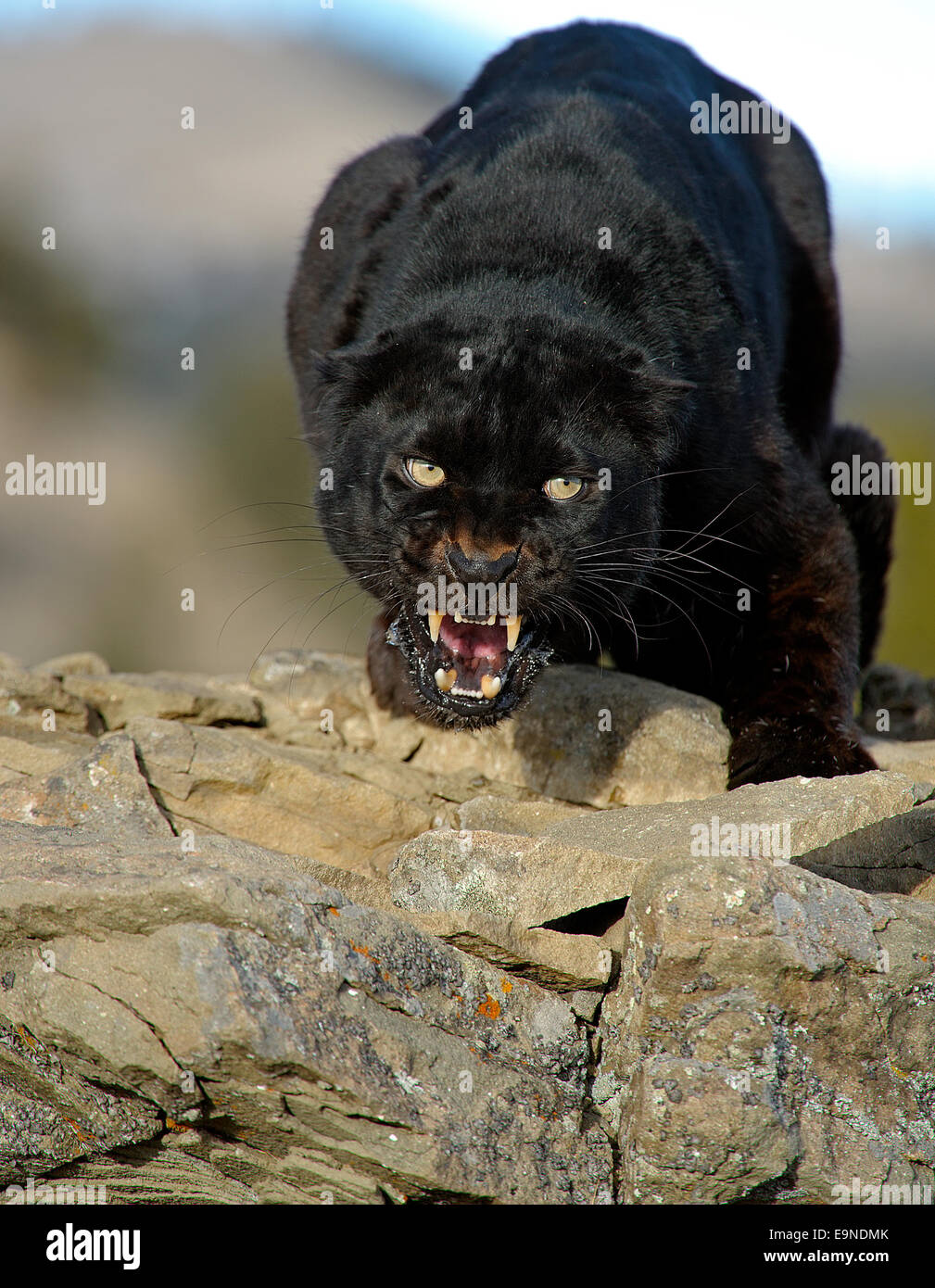Leopard (Panthera Pardus - melanistische schwarz in Gefangenschaft, Bozeman, Montana, USA Stockfoto