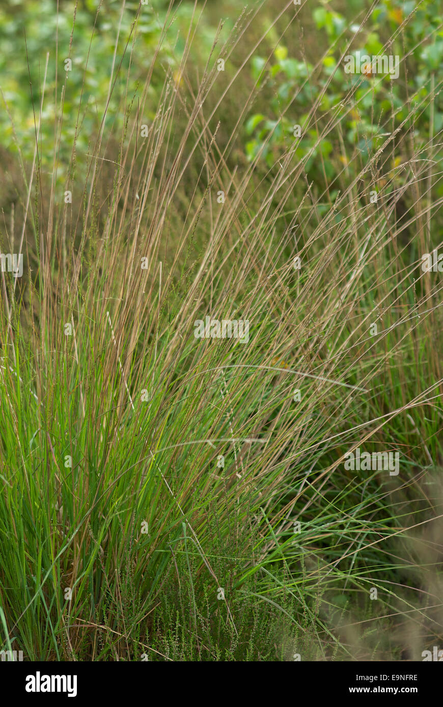 Moorlandschaft mit Pflanzen Stockfoto