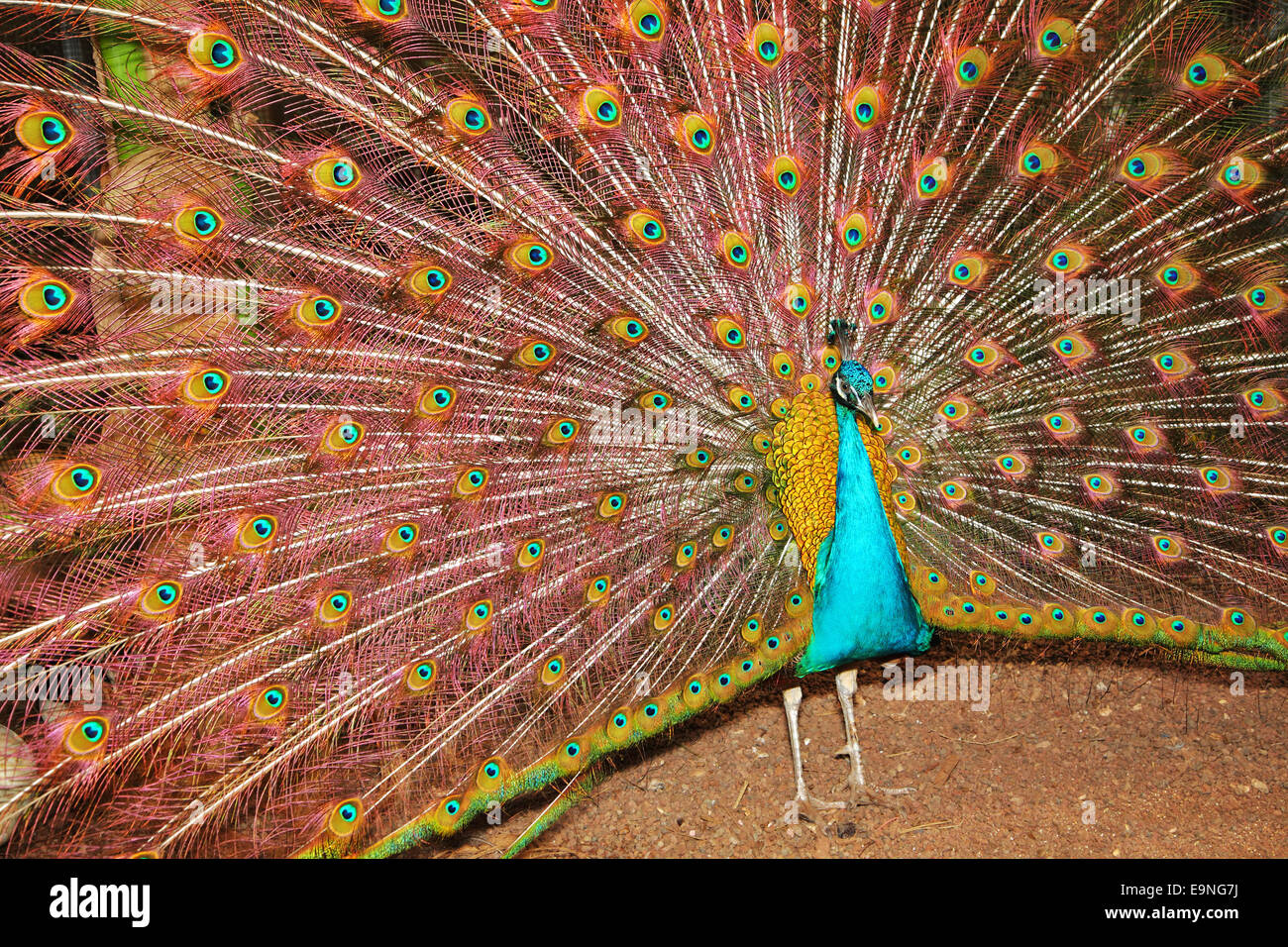 Der Pfau, der einen Schweif geöffnet hat Stockfoto