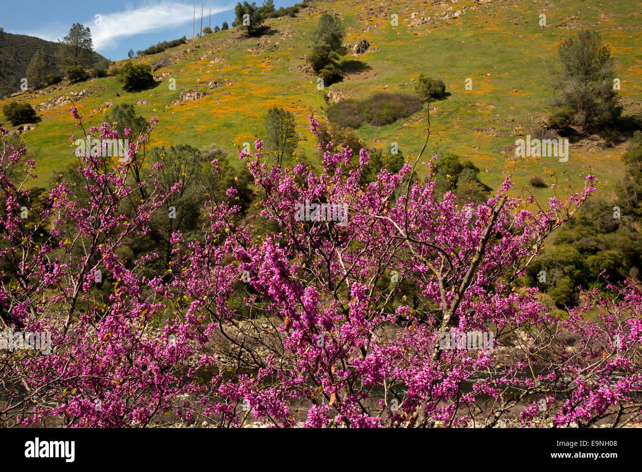 CA02338-00... Kalifornien - Red Bud blühen an den Ufern des Merced River, während Mohnblumen die Wiesen an den Berghängen Farbe Stockfoto