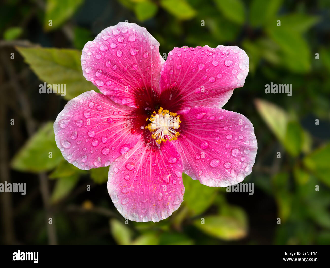 Hinterleuchtete Hibiskusblüte im Garten Stockfoto