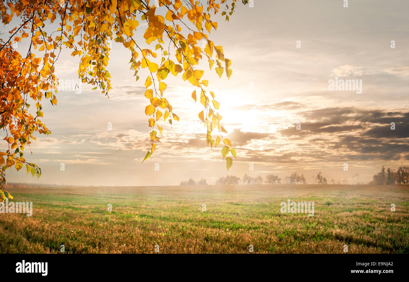Nebel im Herbst Feld am Morgen Stockfoto