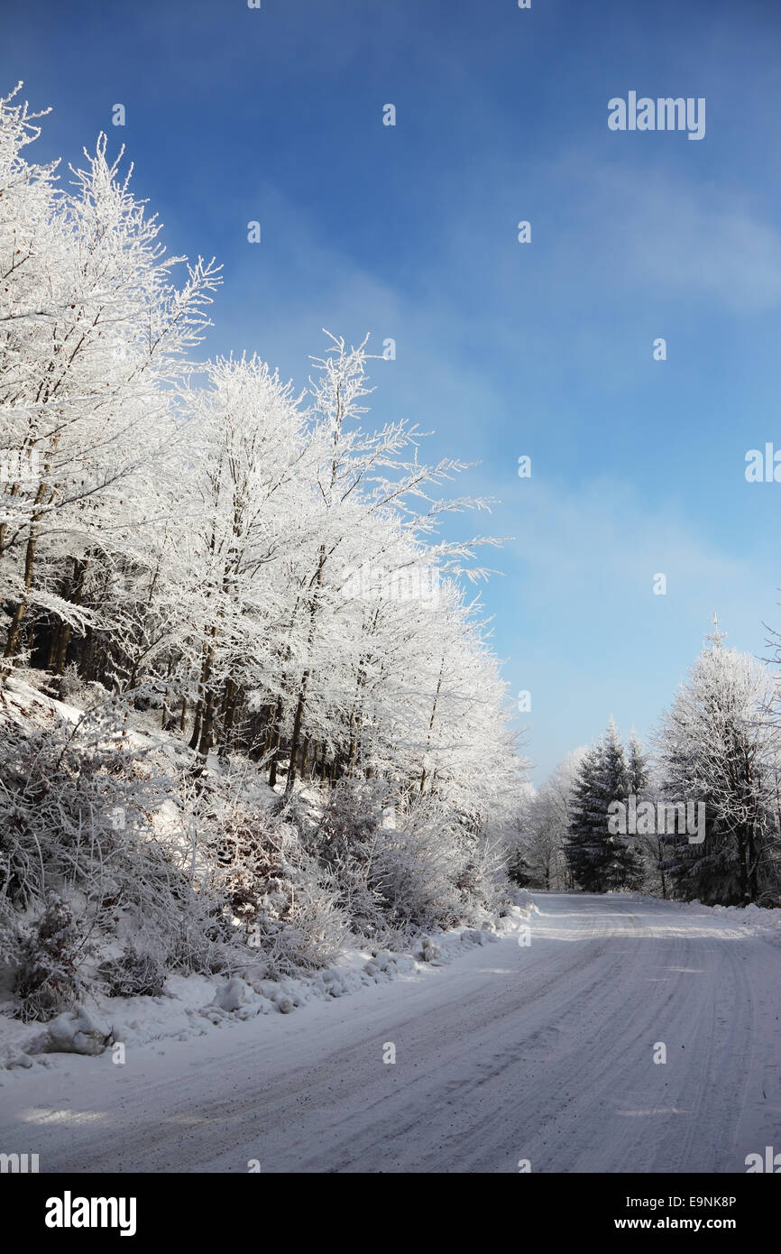Weihnachten Winterwald Stockfoto