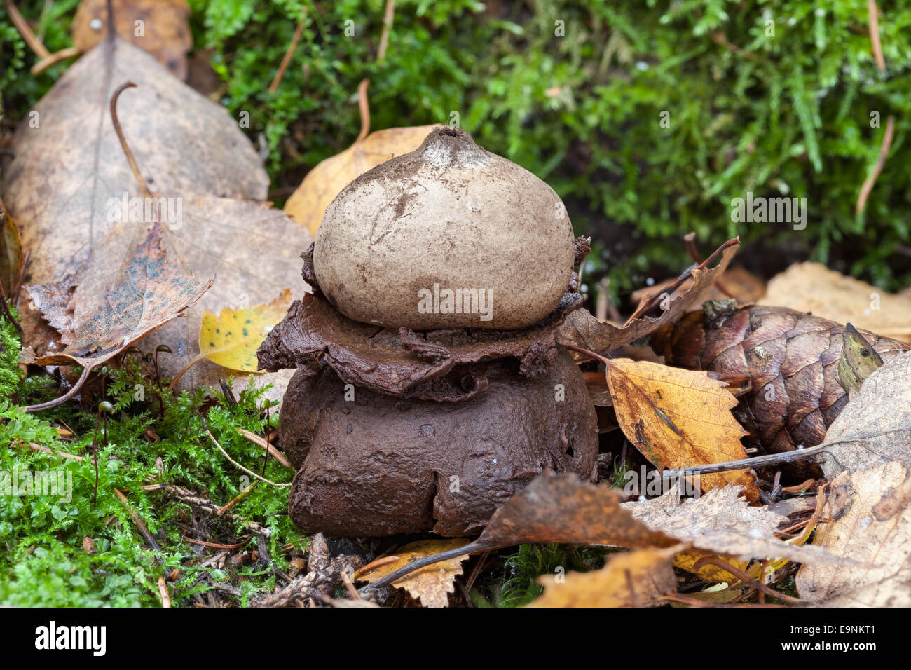 Mit Kragen Earthstar Pilz Stockfoto