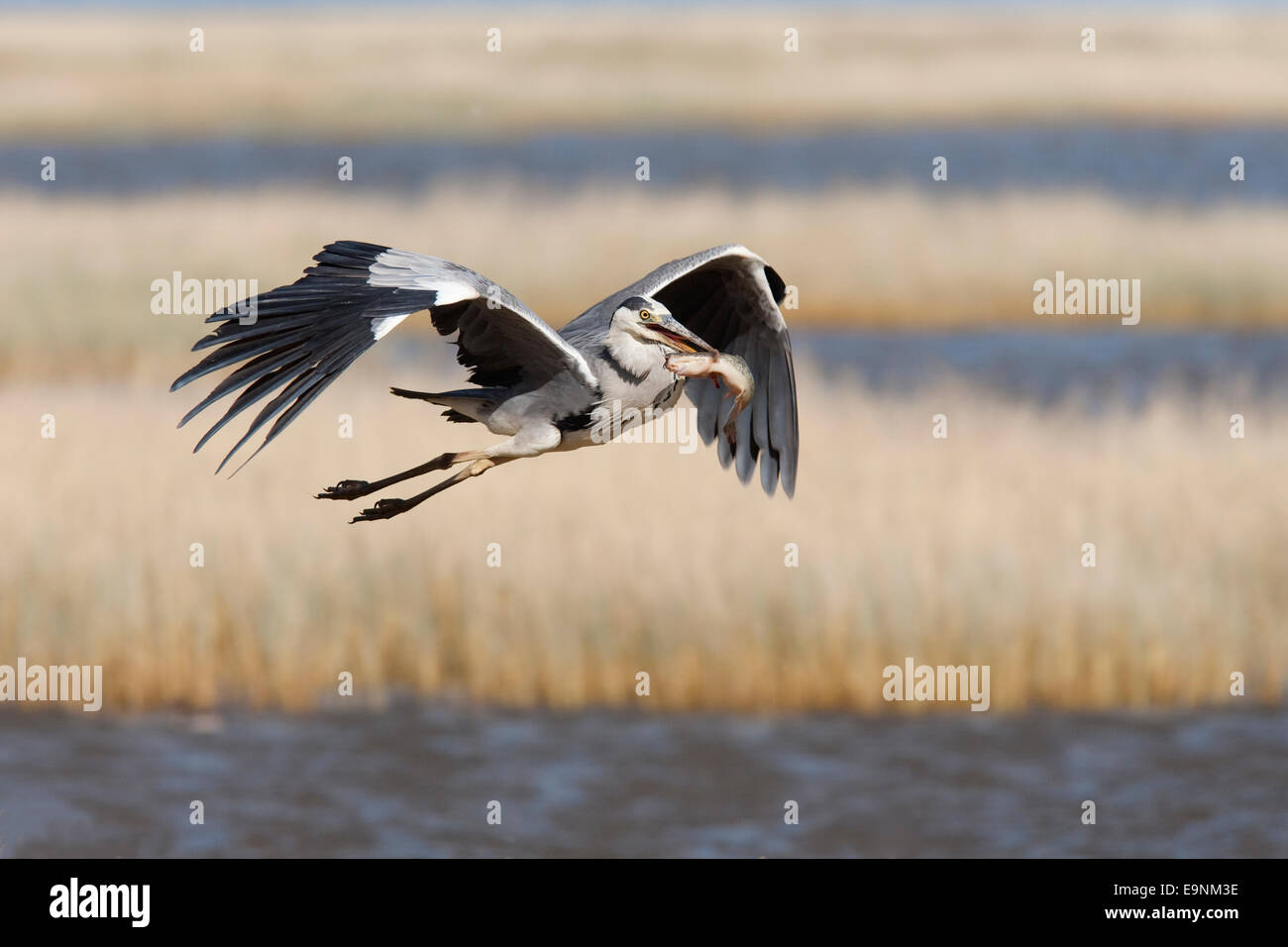 Graureiher Ardea Cinerea, fliegende Fische, Etosha Nationalpark, Namibia Stockfoto