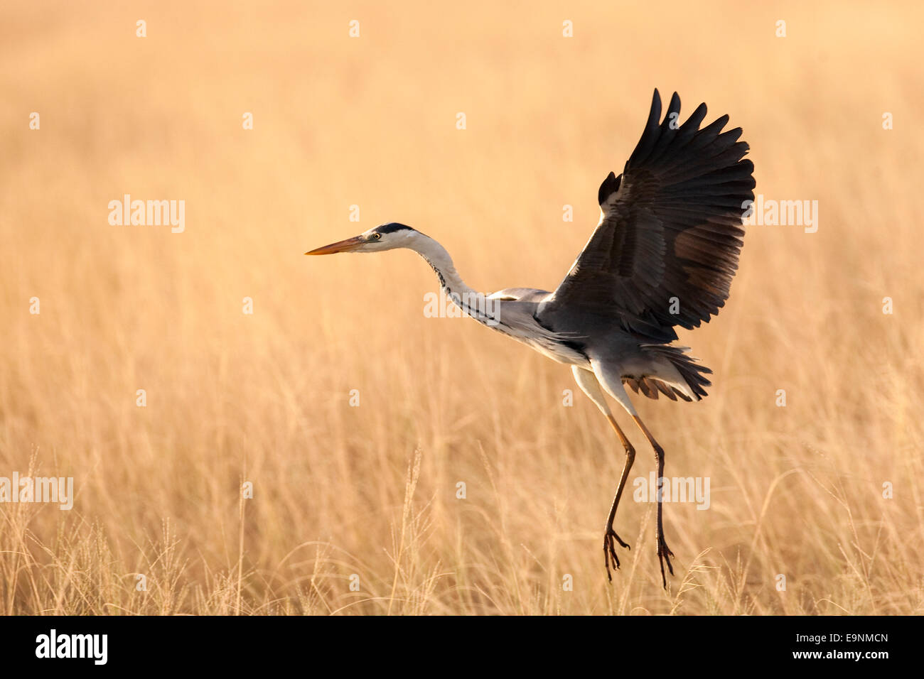 Graureiher Ardea Cinerea, Etosha Nationalpark, Afrika Stockfoto