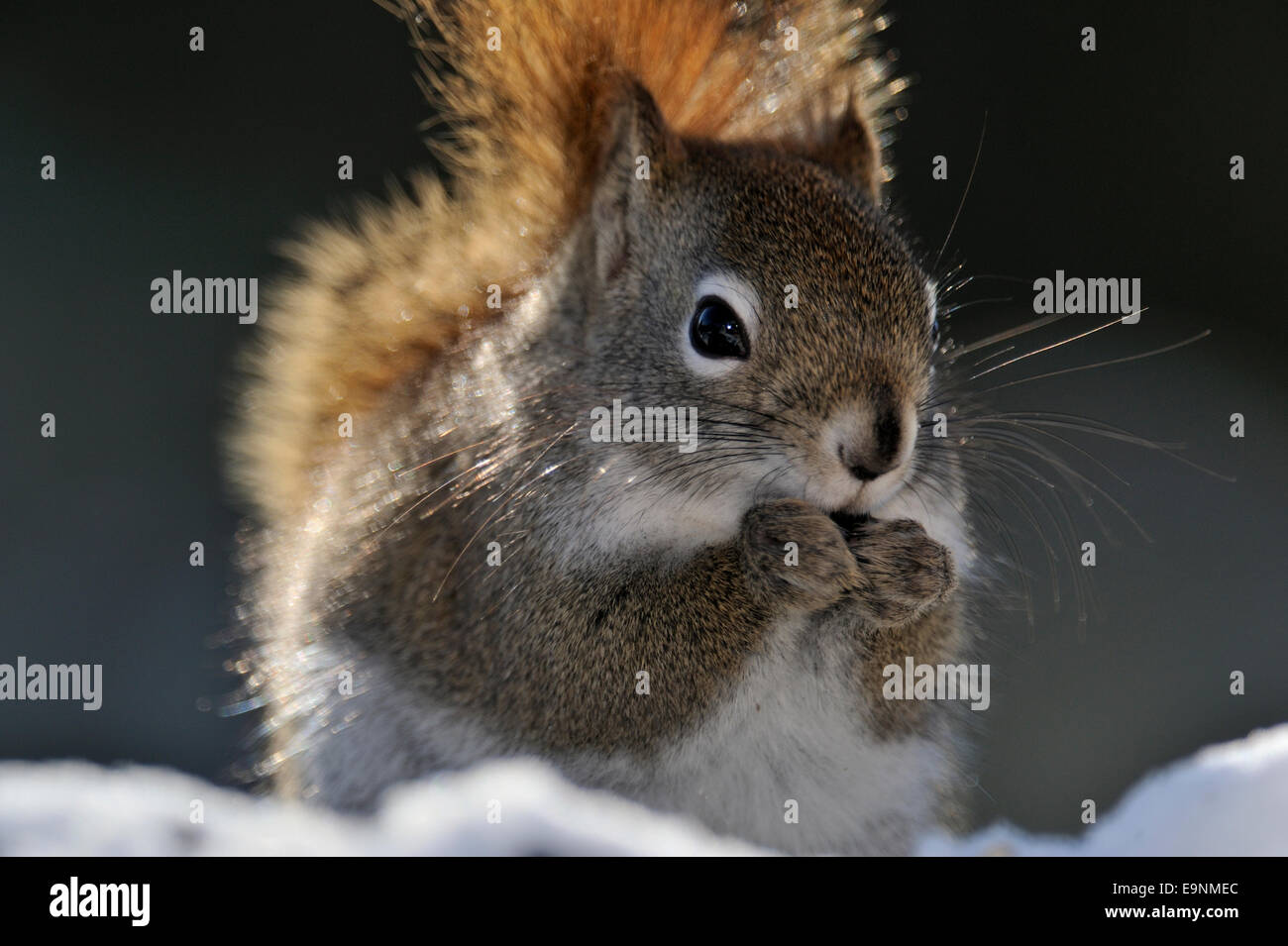 Eichhörnchen (Tamiasciurus hudsonicus), Greater Sudbury, Ontario, Kanada Stockfoto