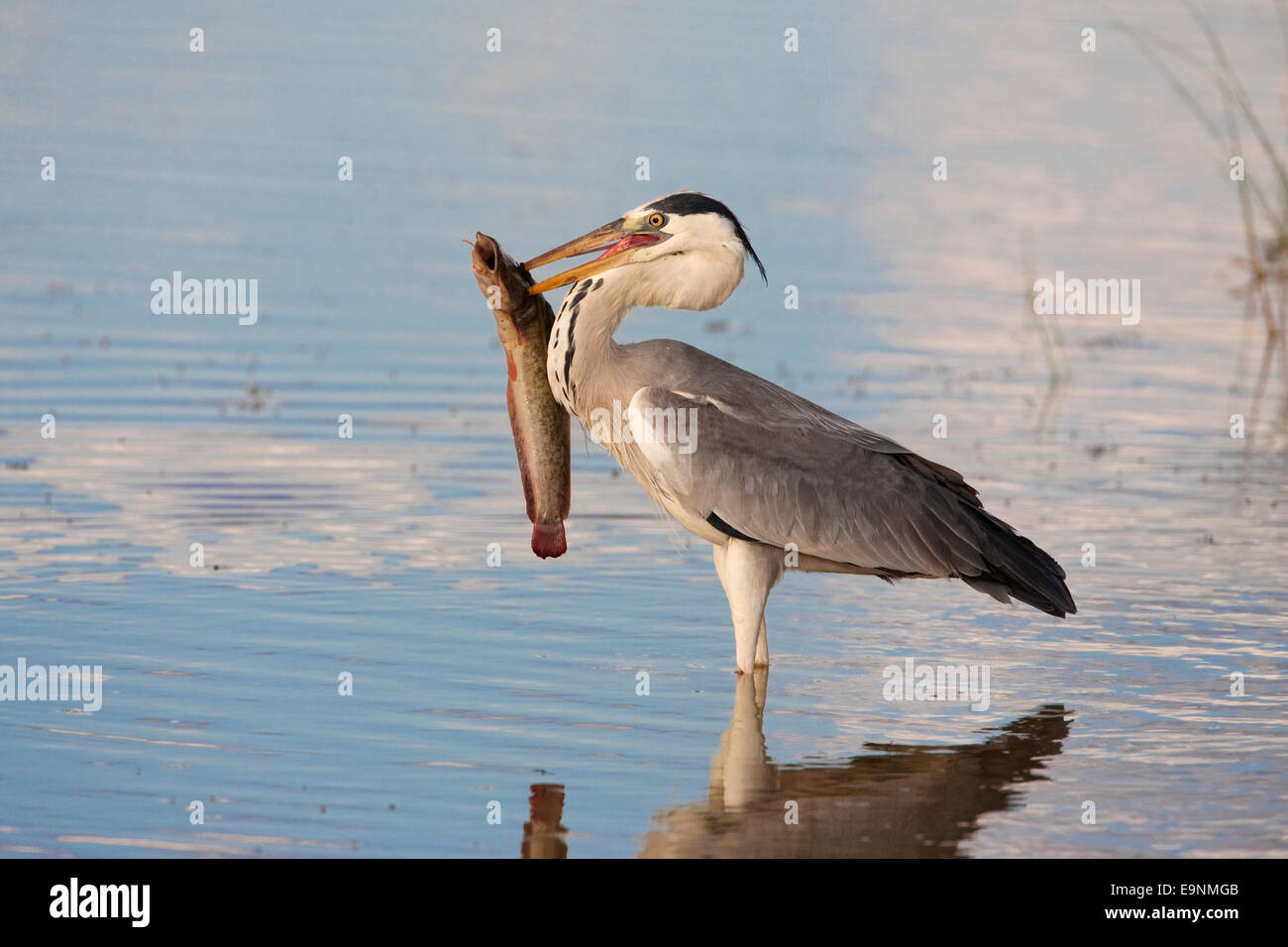 Graureiher Ardea Cinerea, mit Fisch, Stockfoto