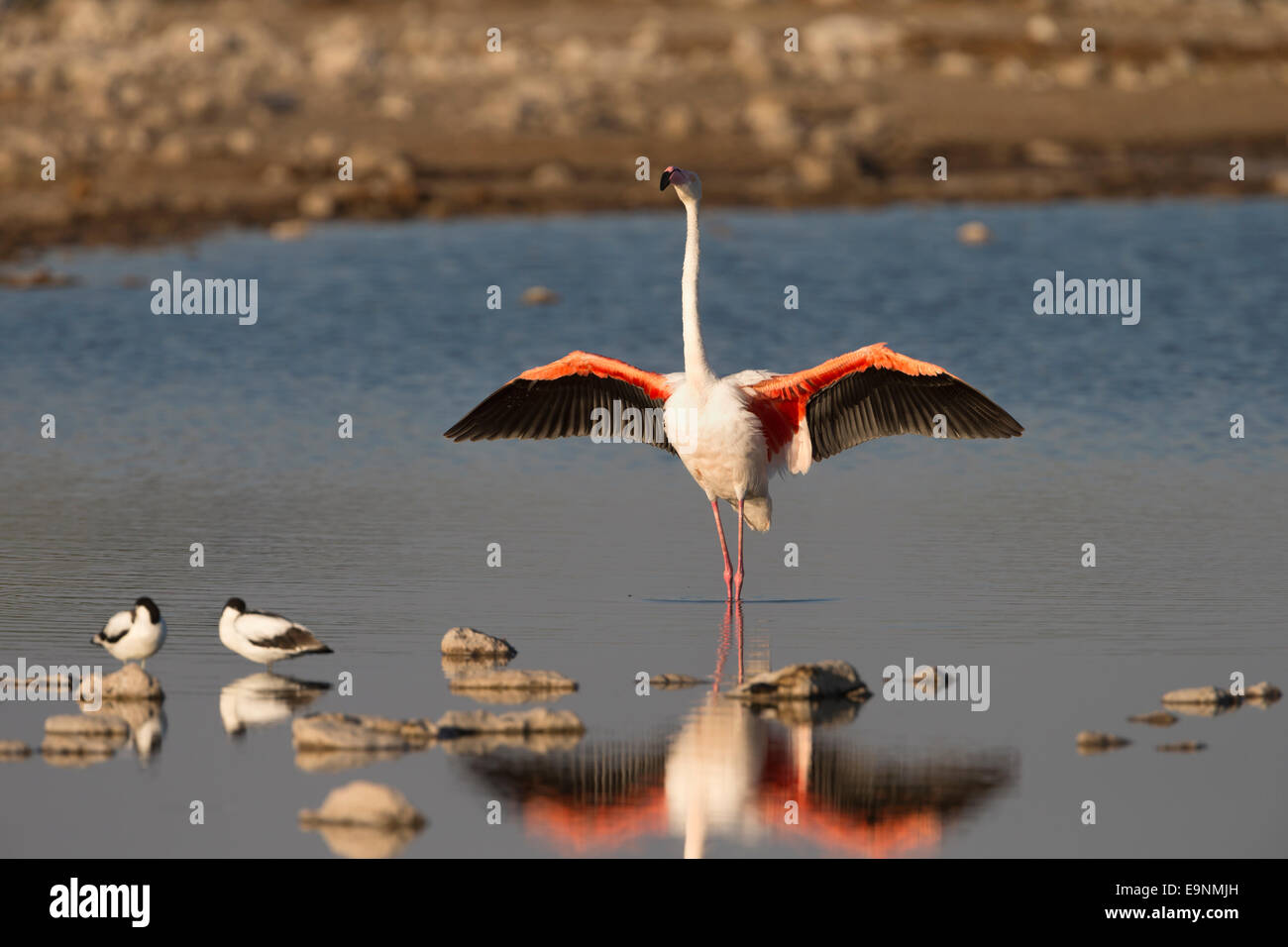 Rosaflamingo (Phoenicopterus Ruber), Etosha Nationalpark, Namibia Stockfoto