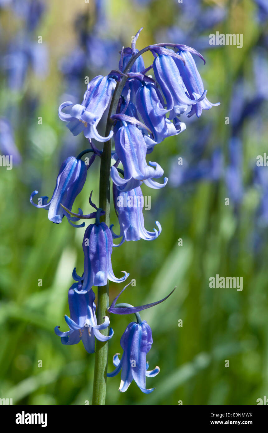 Spike von Bluebell Blumen von Plumpton Wood, East Sussex Stockfoto