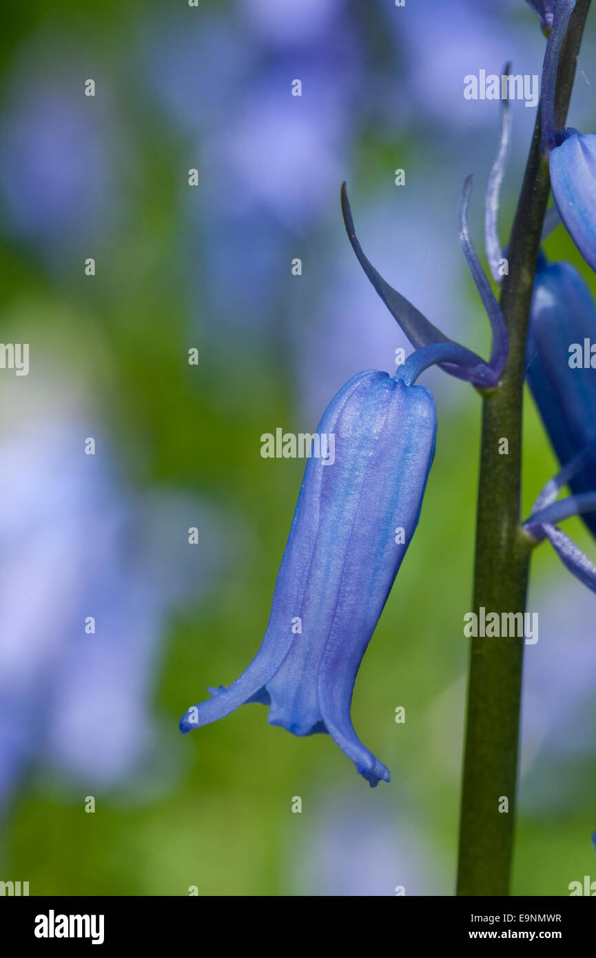 Einzelne Glockenblume Blüte von Plumpton Wood, East Sussex Stockfoto