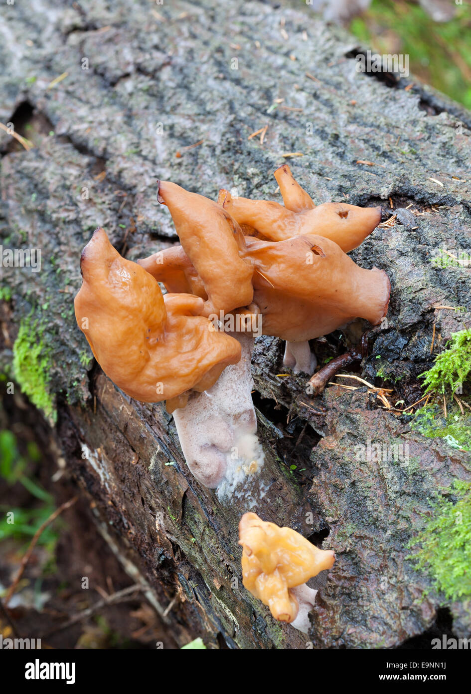 Hooded false Morel Pilz Stockfoto