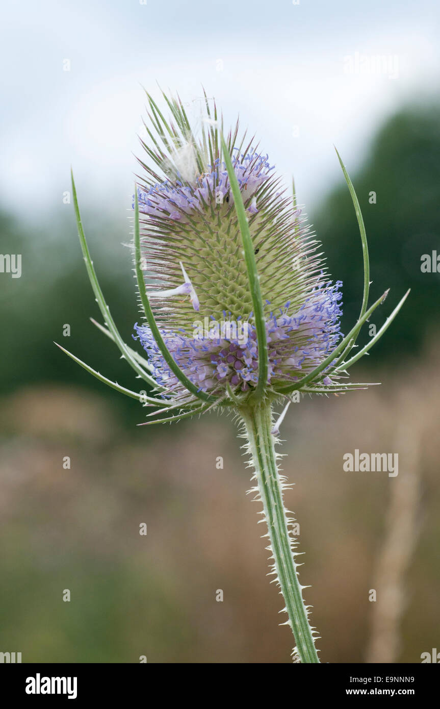 Eine Karde Blüte mit lila Blüten Stockfoto