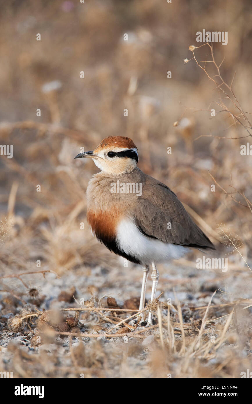 Temminck Renner, Cursorius Temminckii, Etosha Nationalpark, Namibia Stockfoto