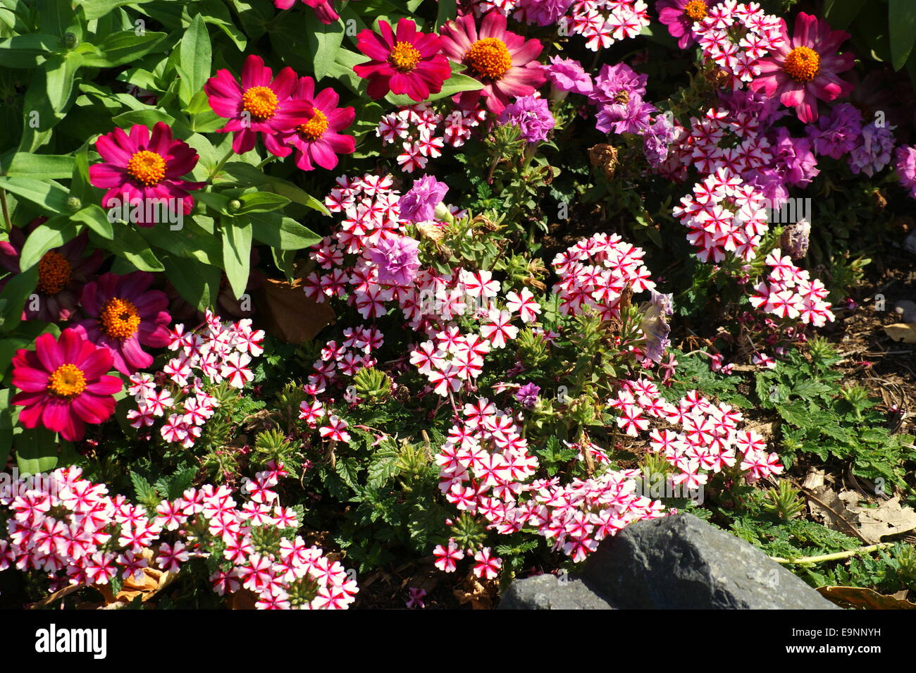 SOMMERBLUMEN Stockfoto