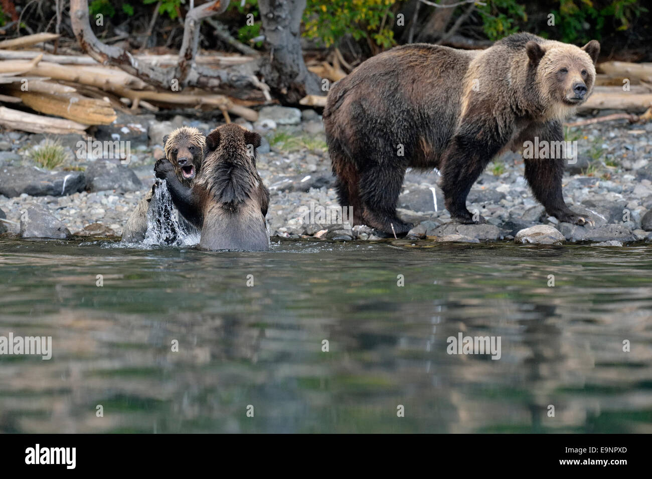 Grizzly Bär (Ursus Arctos)-erste Jahr jungen Playfighting an einem Lachsfluss, Chilcotin Wildnis, BC Interior, Kanada Stockfoto