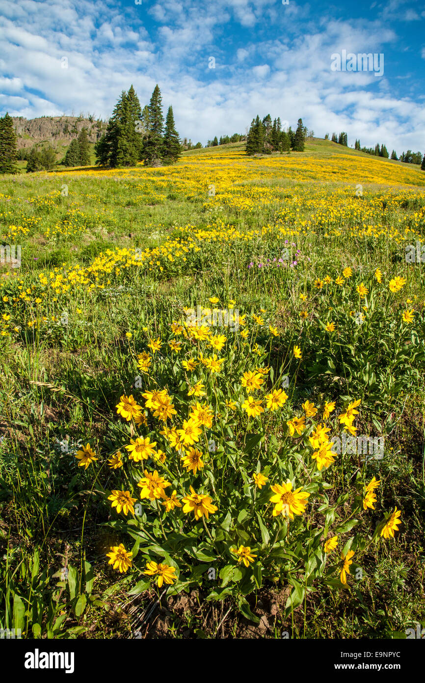 Wildblumen blühen auf Dunraven Pass im Yellowstone National Park Stockfoto