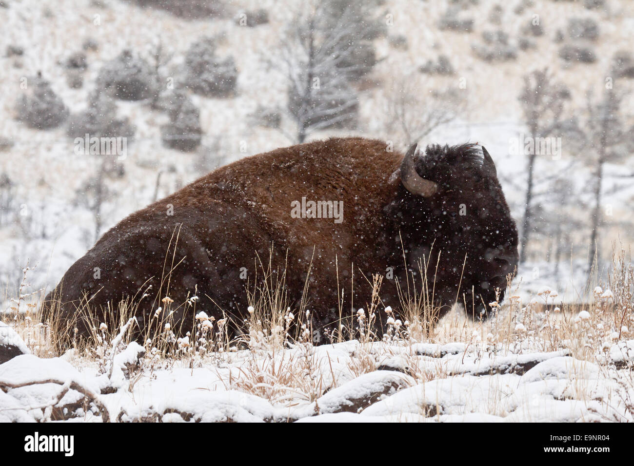 Bull Bisons im Winter in Wyoming Stockfoto