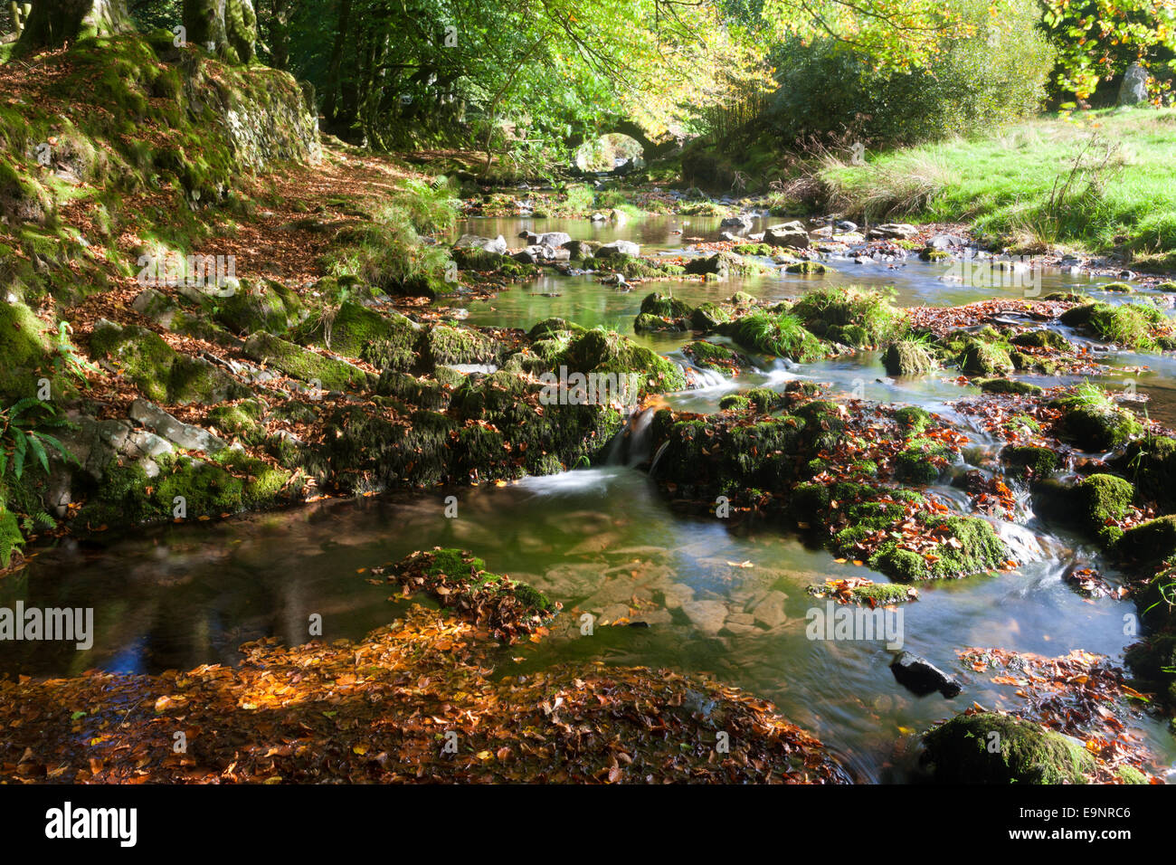 Exmoor Nationalpark - Herbst Farben auf Oare Wasser bei Räuber-Brücke in der Nähe von Oare, Somerset UK Stockfoto