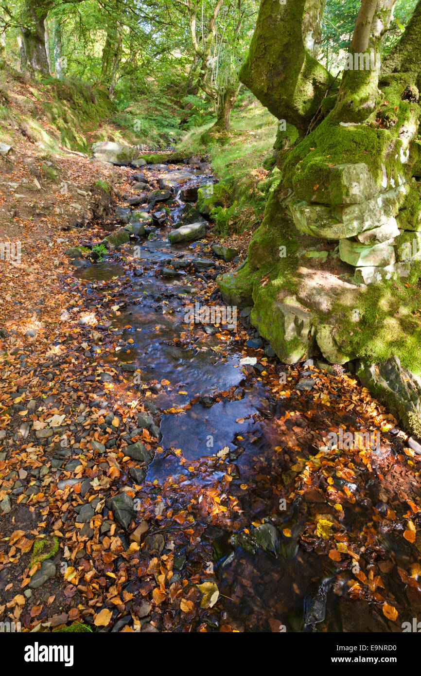 Exmoor Nationalpark - Herbst Farben neben Oare Wasser bei Räuber-Brücke in der Nähe von Oare, Somerset UK Stockfoto