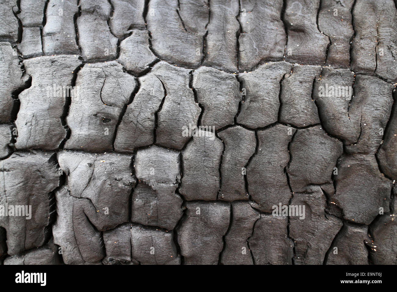 Verbranntem Holz - Risse im Holz Textur aus einem toten Baumstamm an ...