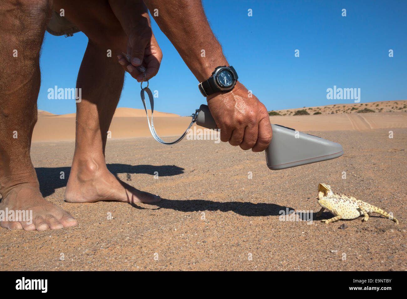 Namaqua Chamäleon (Chamaeleo Namaquensis) gescannt für Mikrochip, Teil des Naturschutzgroßprojektes, Namib-Wüste, Namibia Stockfoto