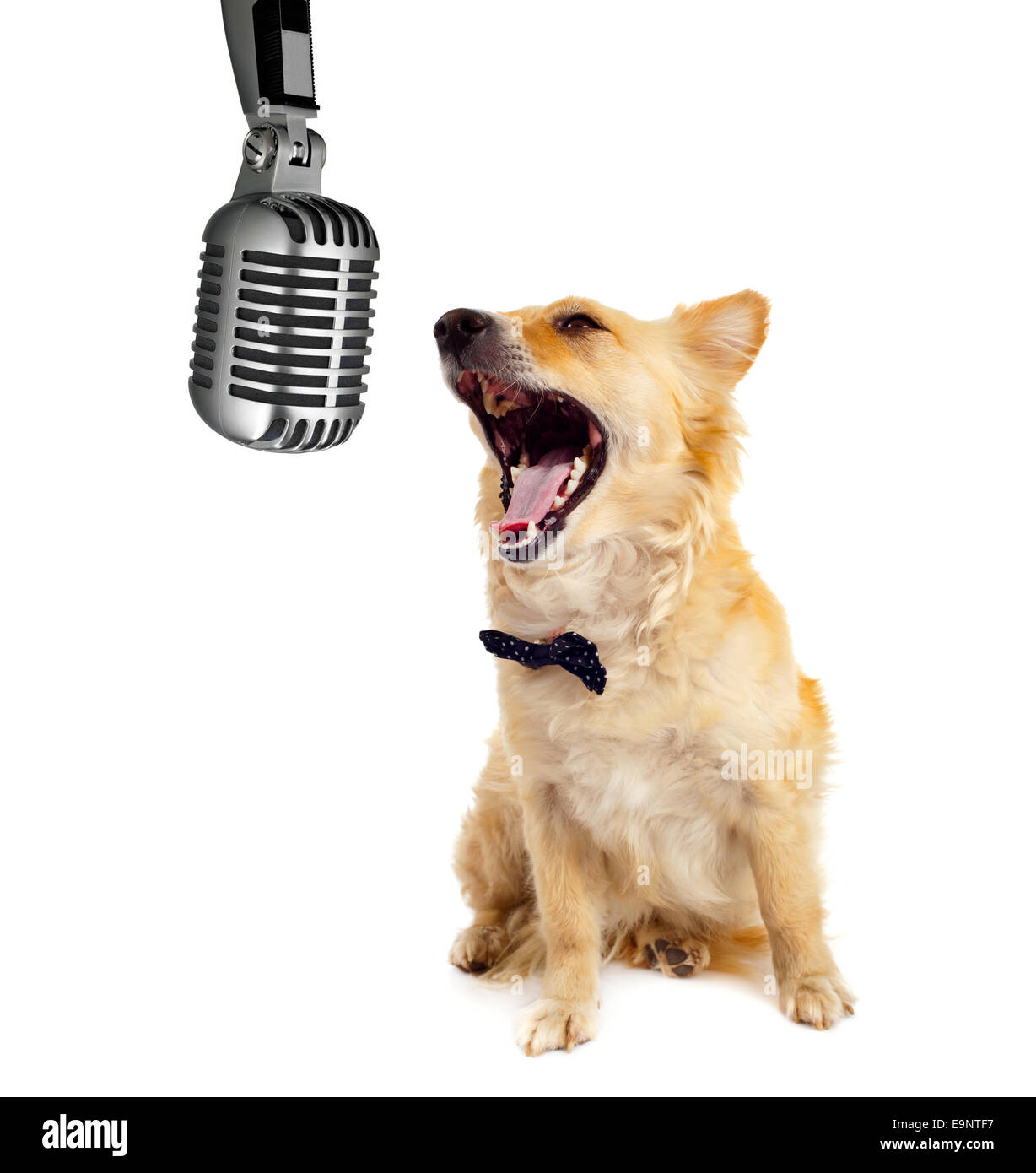 Spitz Hund mit Mikrofon auf weißem Hintergrund Stockfoto