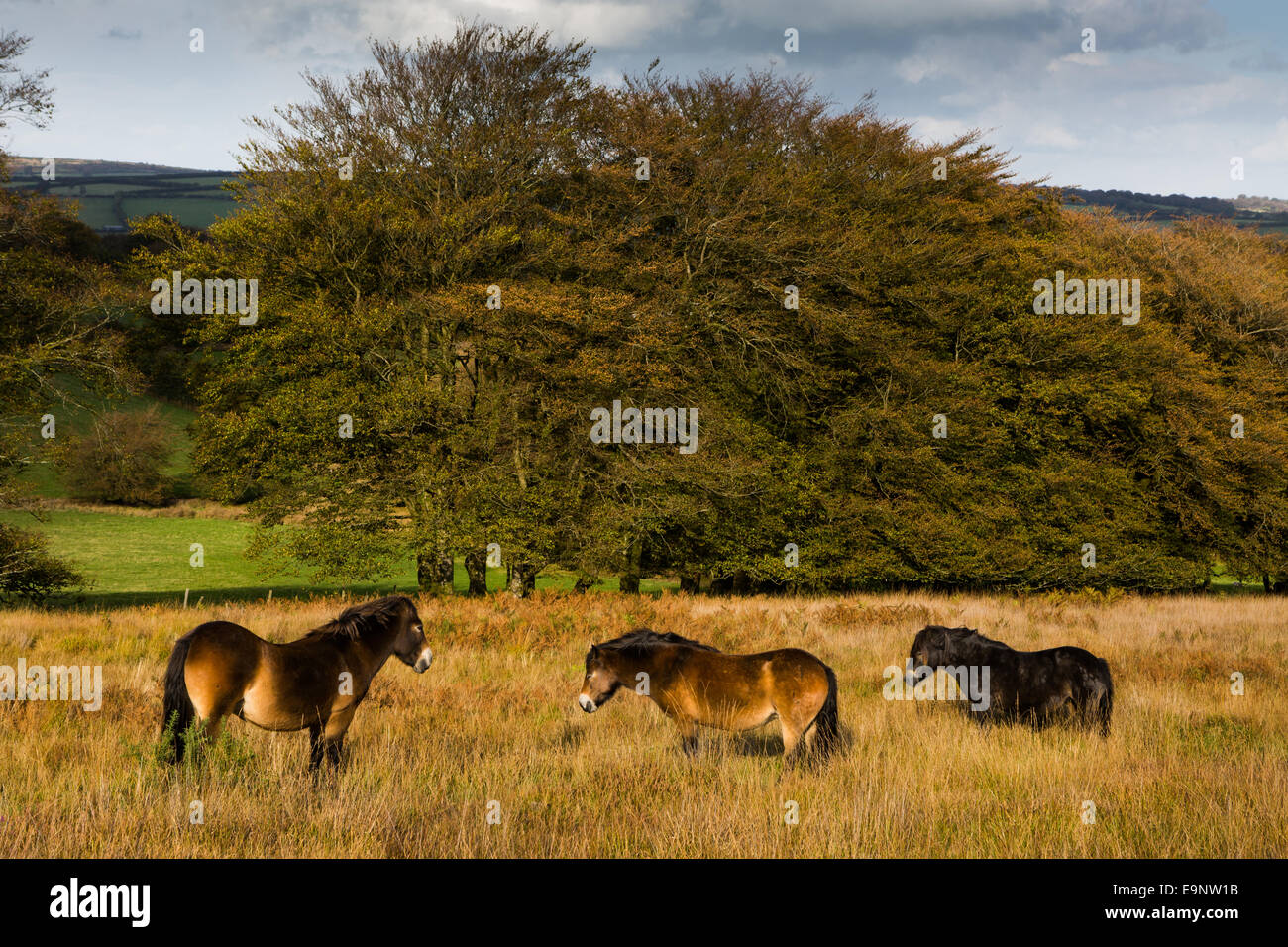 Drei Exmoor Ponys im Grasland stehen. Stockfoto