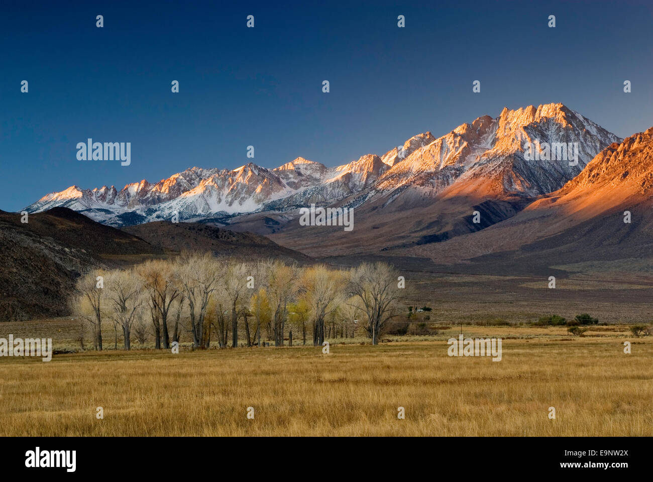 Mt Humphreys in der östlichen Sierra Nevada und Cottonwood Bäume bei