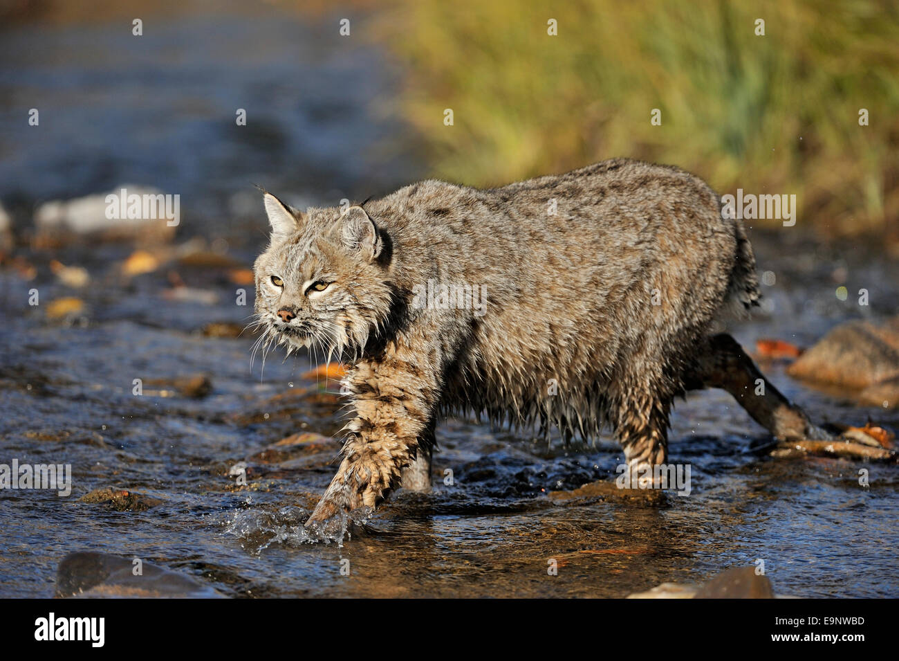 Rotluchs (Lynx Rufus) im späten Herbst GebirgsLebensraum
