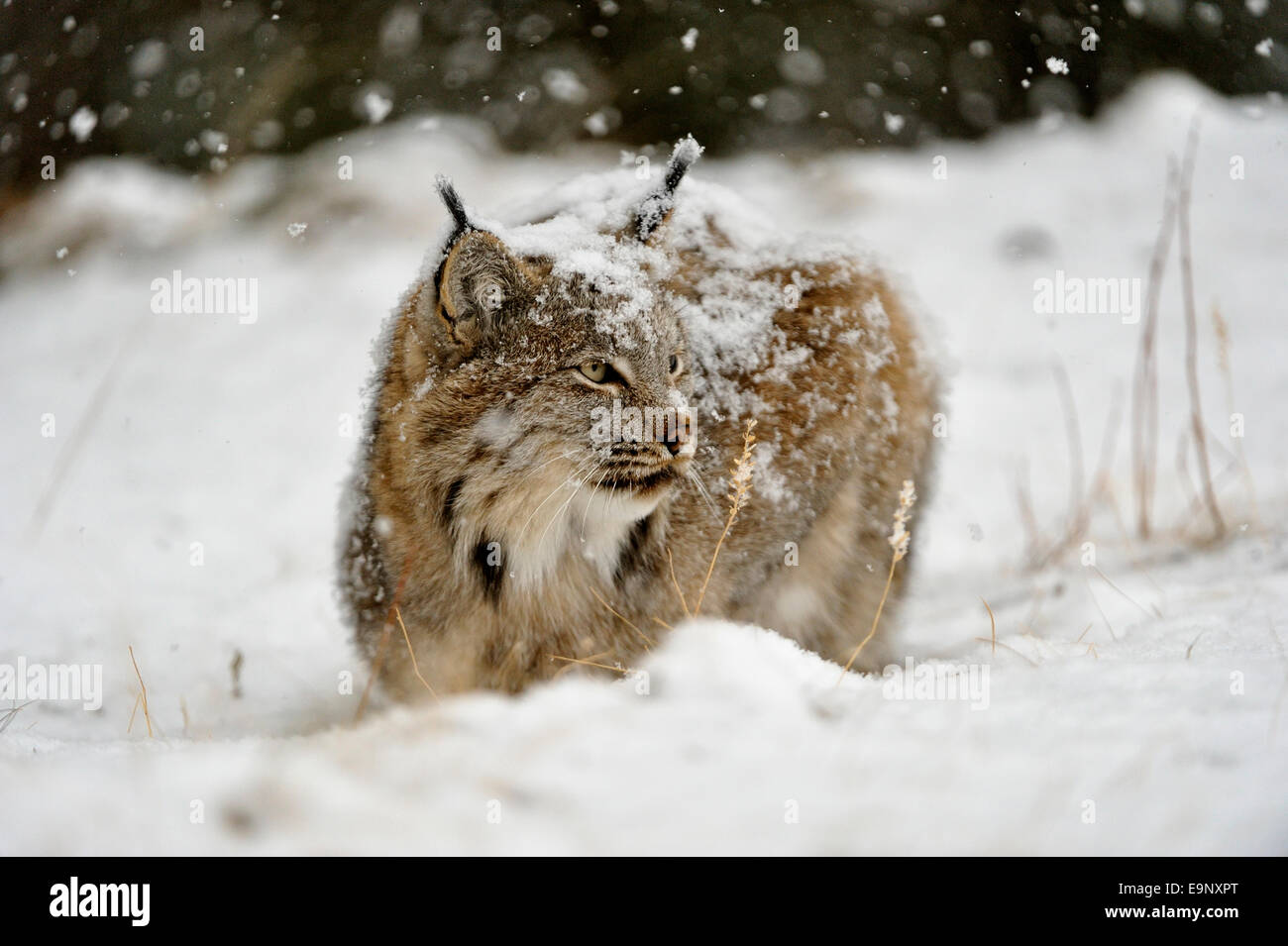 Kanadischer Luchs (Lynx Canadensis) im späten Herbst Gebirgs-Lebensraum (Gefangenschaft angehoben Probe), Bozeman, Montana, USA Stockfoto