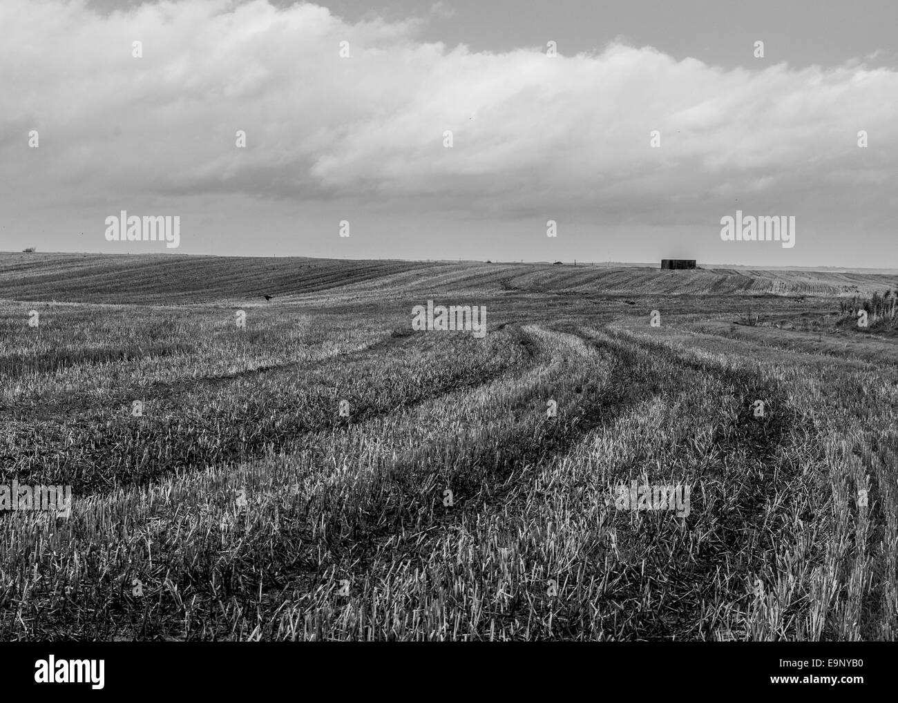 Ein Farmer Traktor hinterlässt Muster im Feld sie Nutzpflanzen wachsen in, Yorkshire, England, Stockfoto