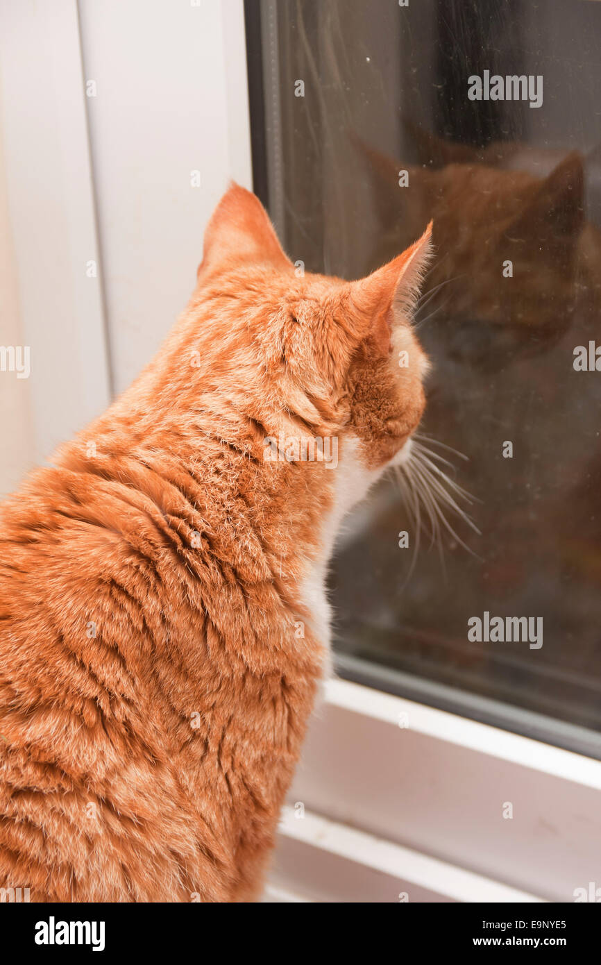 Ingwer Katze, Erwachsene, wartet an der Tür zu gehen Stockfoto
