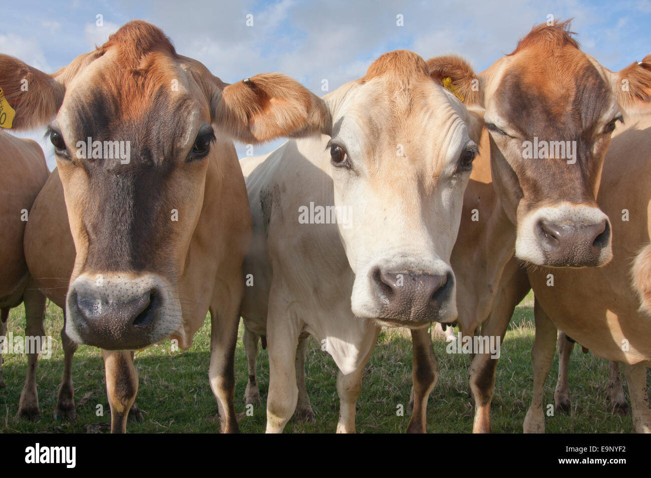 Kuhherde neugierig Jersey, Isle Of Wight Stockfoto