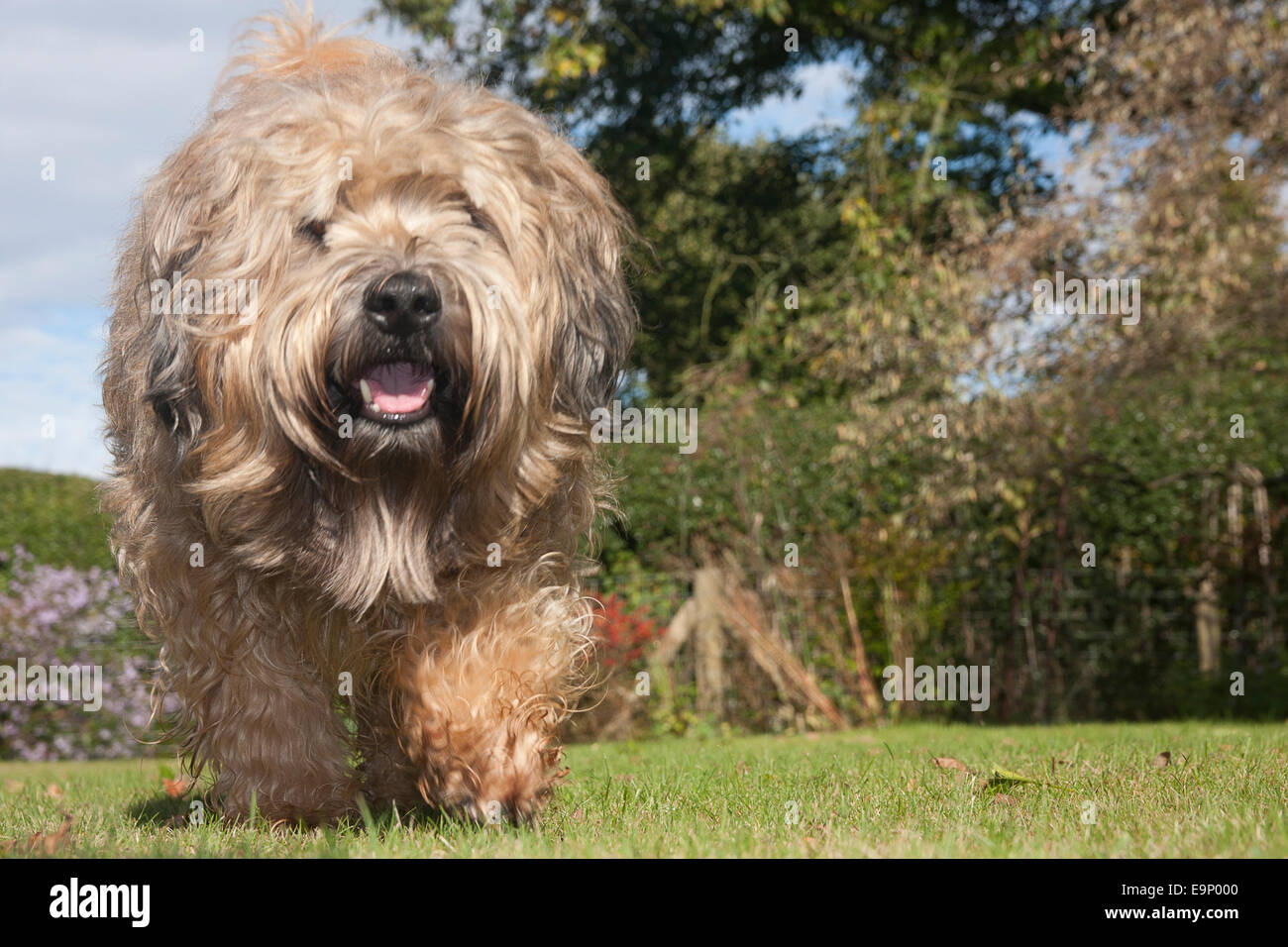 Irish Soft coated Wheaten Terrier im Garten laufen Stockfoto