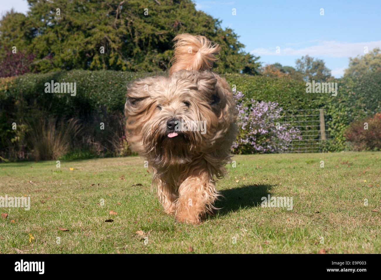 Irish Soft coated Wheaten Terrier im Garten laufen Stockfoto