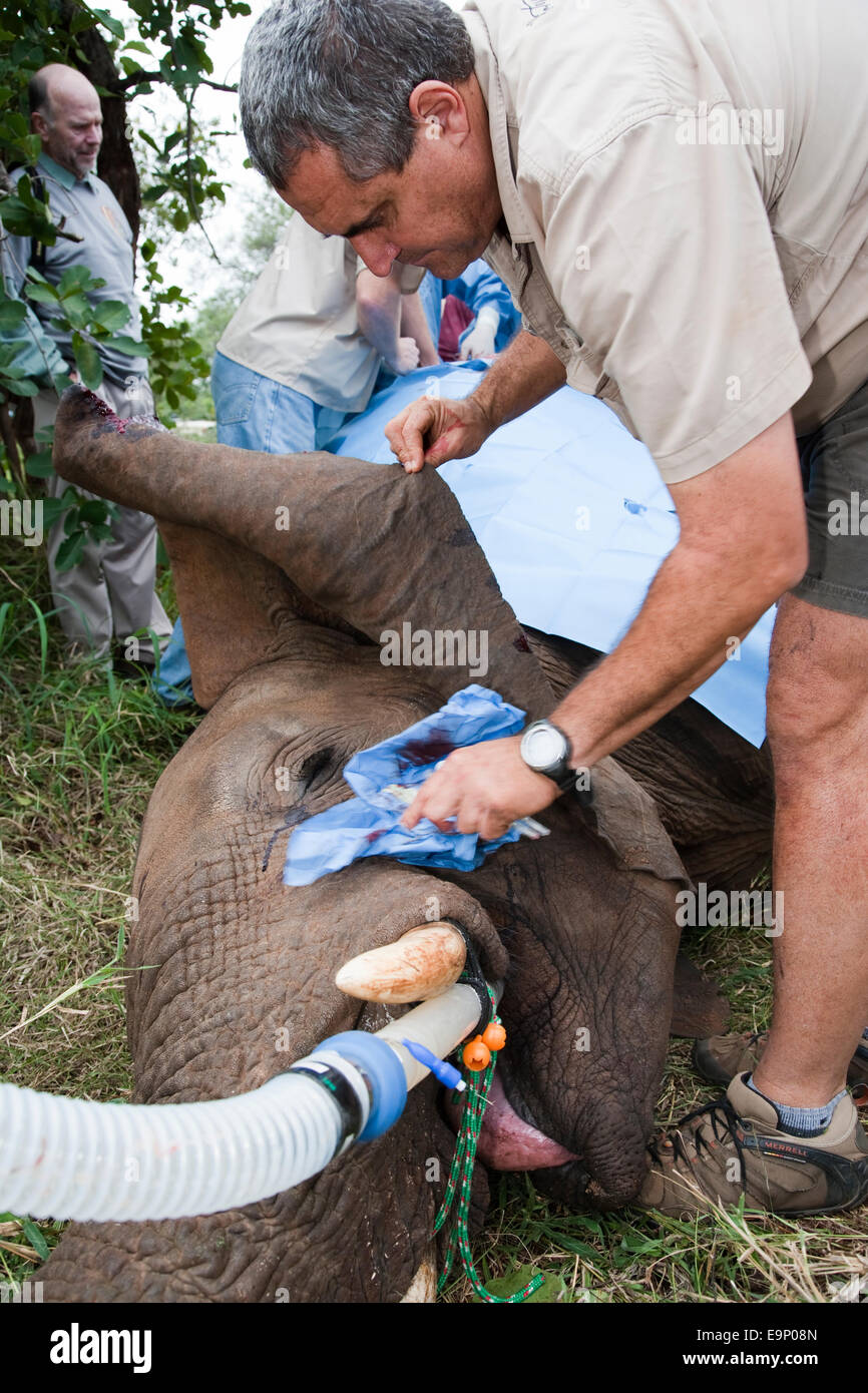 Dr. Douw Grobler Fürsorge für wilde Elefanten, Loxodonta Africana in Narkose nach einer Vasektomie Stockfoto
