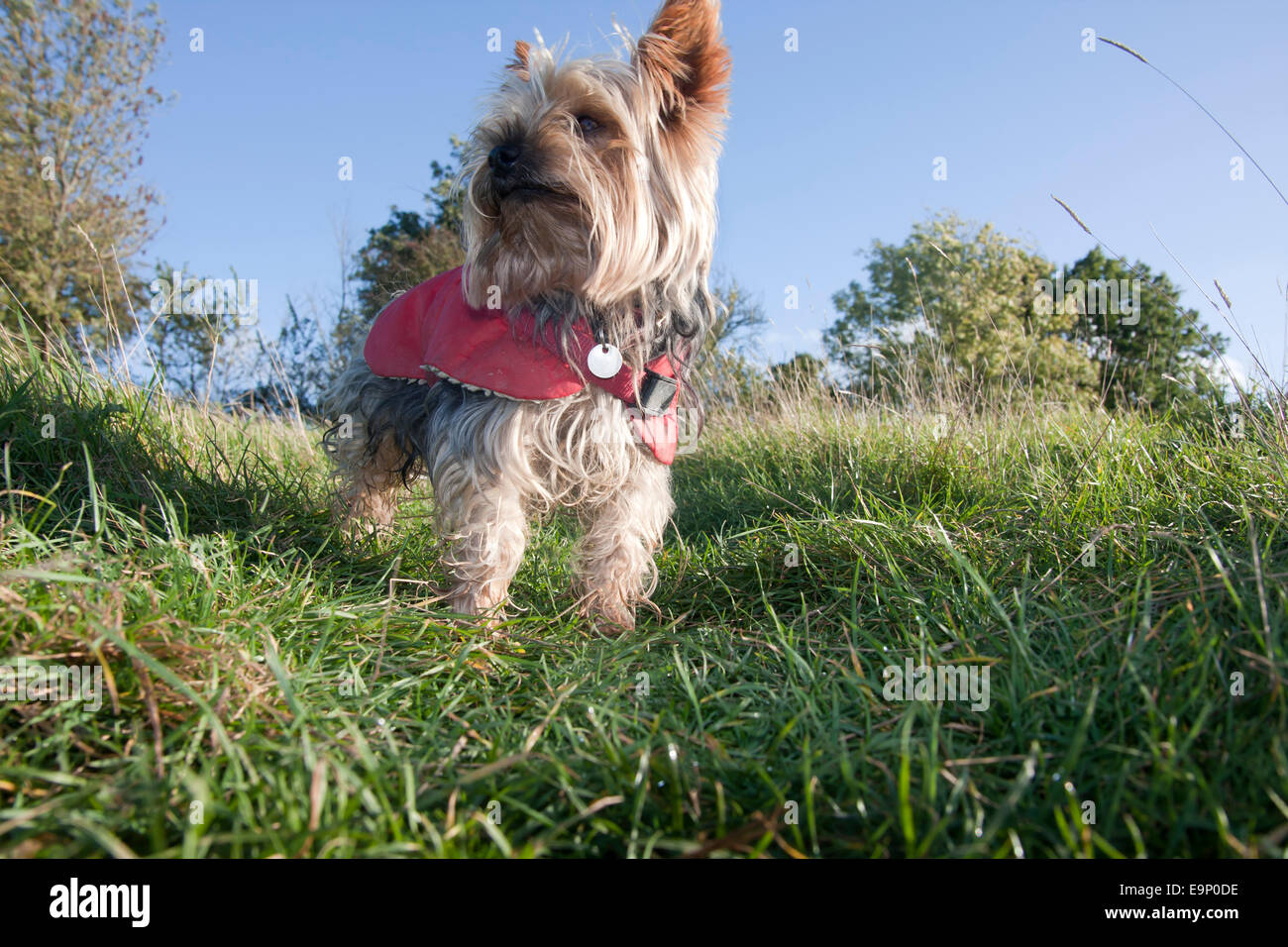 Yorkshire-Terrier im roten Mantel zu Fuß auf Land Stockfoto