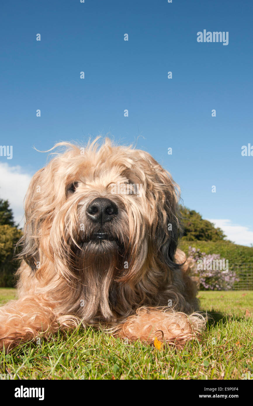 Irish Soft coated Wheaten Terrier im Garten Stockfoto