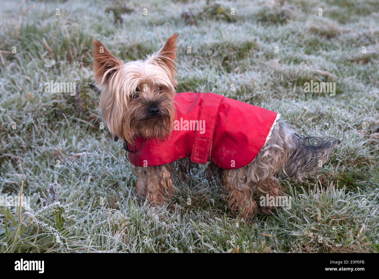 Yorkshire Terrier in rote Jacke an frostigen Tag Stockfoto