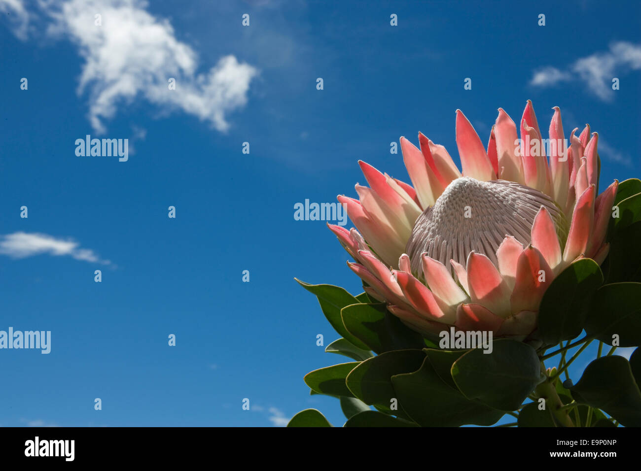 König protea, Protea Cynaroides, Western Cape, Südafrika Stockfoto