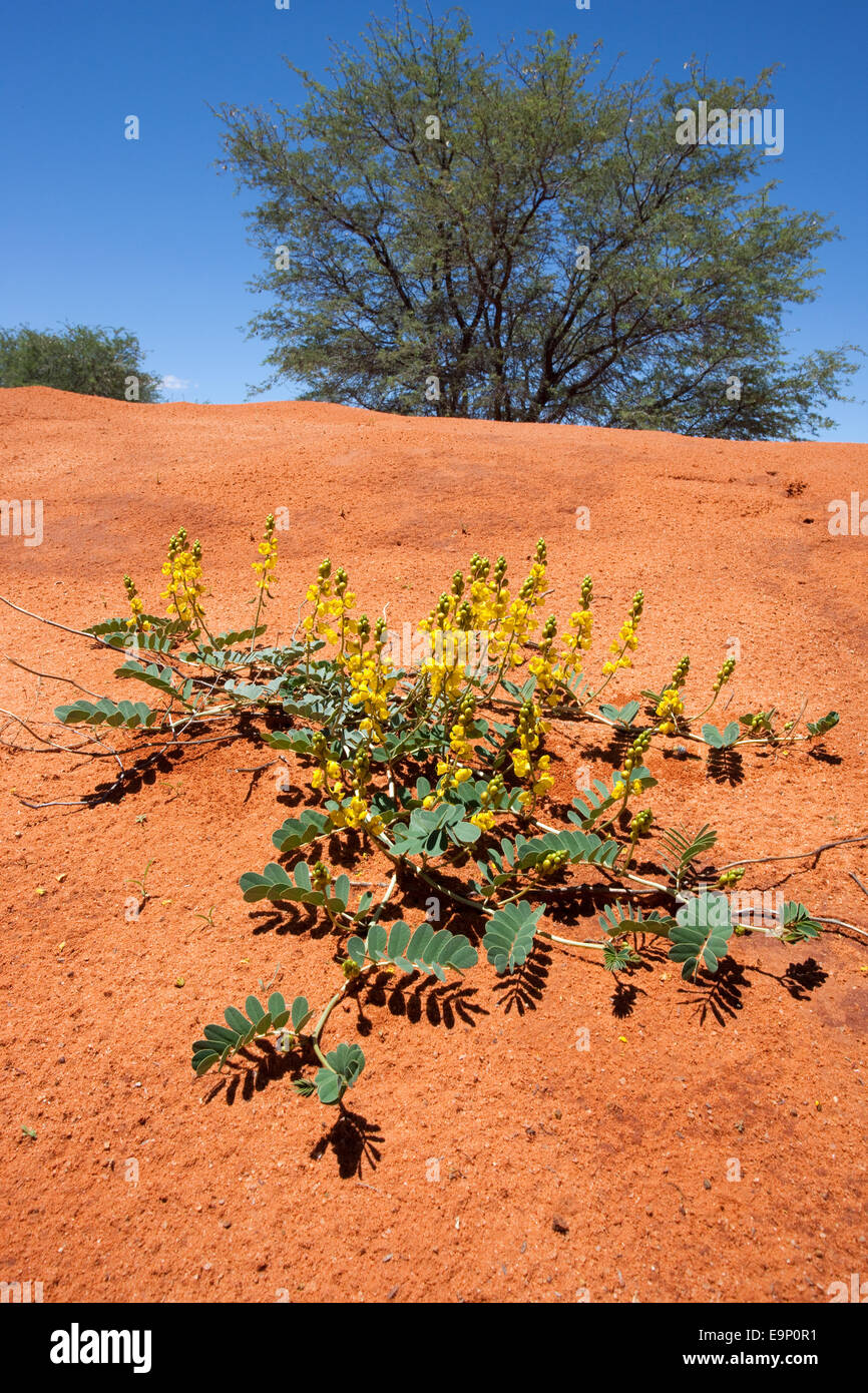 Flower of the kalahari Fotos und Bildmaterial in hoher Auflösung Alamy