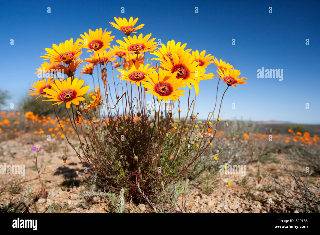 Gazanias, Namaqua Nationalparks, Namaqualand, Northern Cape, South Africa Stockfoto