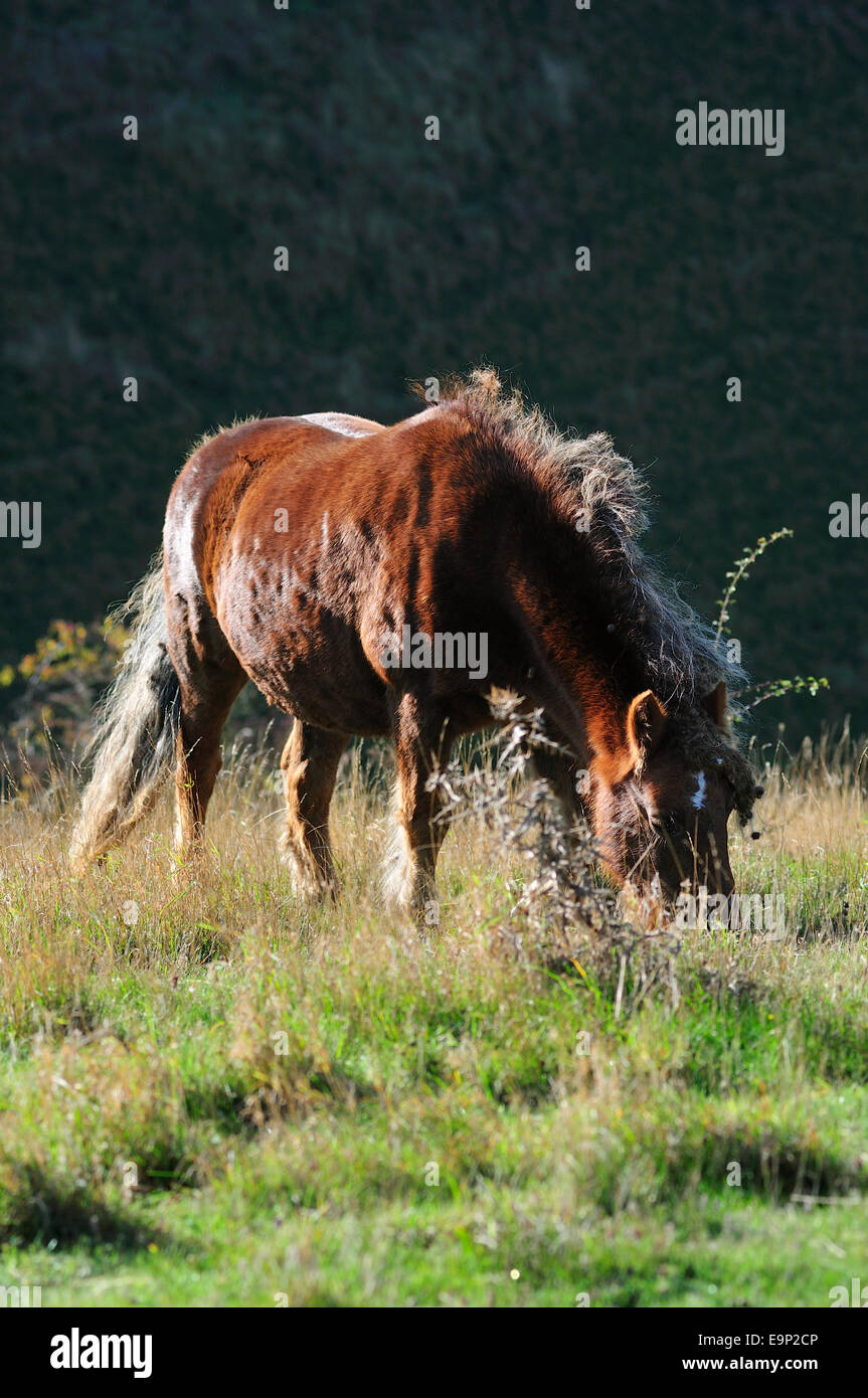 Wild vernachlässigt Pony mit verfilztem Haar von Mane, Barton Hills National Nature Reserve, Bedfordshire, England Stockfoto