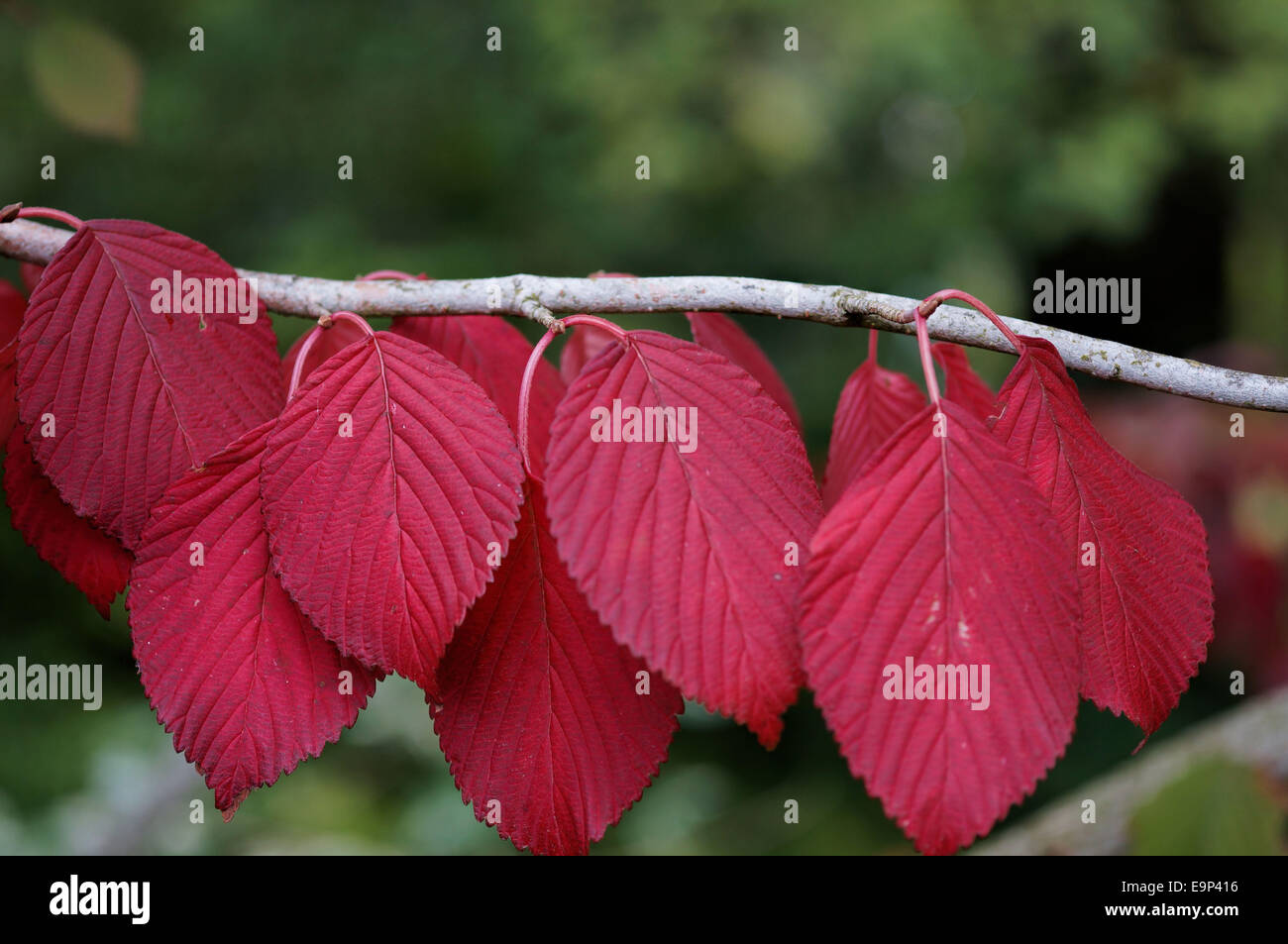 Rote Blätter Stockfoto