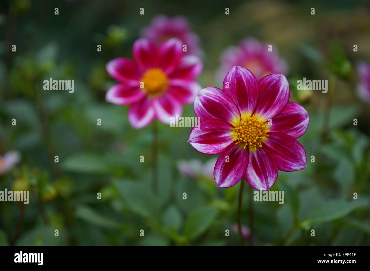 Single Petaled Pink Dahlias Stockfoto