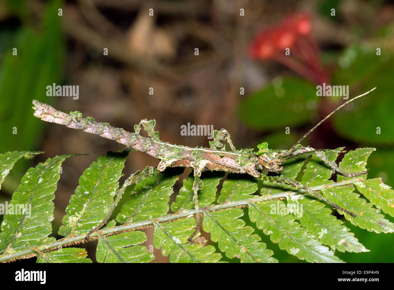 Flechten-Mimic Stabheuschrecke in den Regenwald Unterwuchs, Ecuador Stockfoto